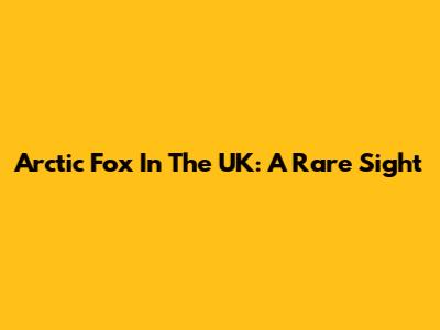 Arctic Fox In The UK: A Rare Sight
