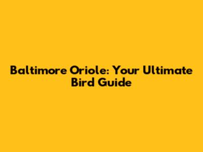 Baltimore Oriole: Your Ultimate Bird Guide
