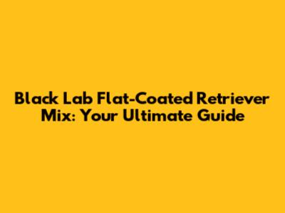 Black Lab Flat-Coated Retriever Mix: Your Ultimate Guide