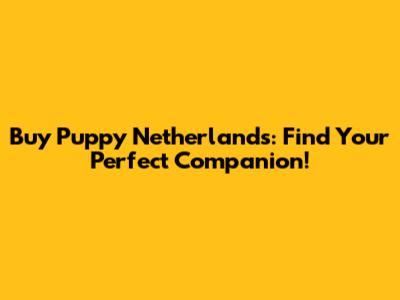 Buy Puppy Netherlands: Find Your Perfect Companion!