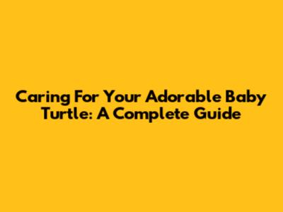 Caring For Your Adorable Baby Turtle: A Complete Guide
