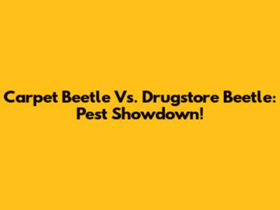 Carpet Beetle Vs. Drugstore Beetle: Pest Showdown!