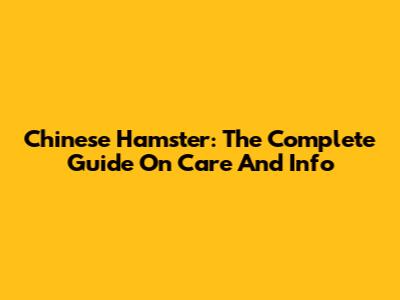 Chinese Hamster: The Complete Guide On Care And Info
