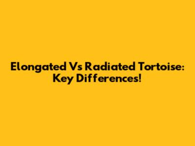 Elongated Vs Radiated Tortoise: Key Differences!