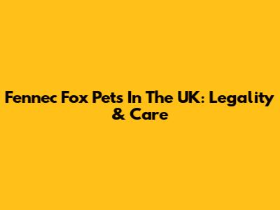 Fennec Fox Pets In The UK: Legality & Care