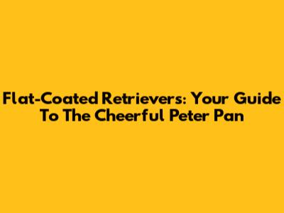 Flat-Coated Retrievers: Your Guide To The Cheerful Peter Pan