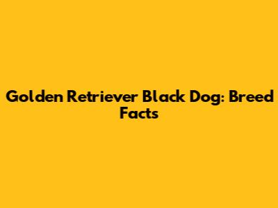 Golden Retriever Black Dog: Breed Facts