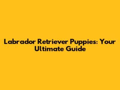 Labrador Retriever Puppies: Your Ultimate Guide