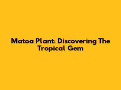 Matoa Plant: Discovering The Tropical Gem