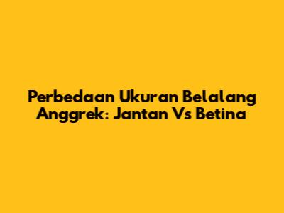 Perbedaan Ukuran Belalang Anggrek: Jantan Vs Betina