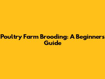 Poultry Farm Brooding: A Beginner's Guide
