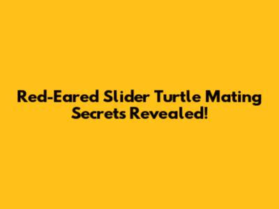 Red-Eared Slider Turtle Mating Secrets Revealed!