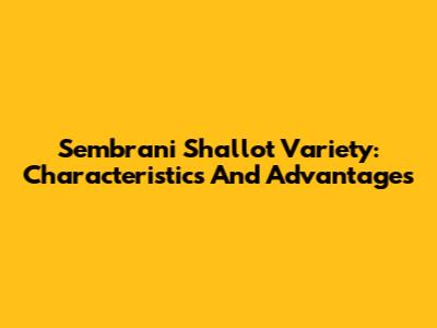 Sembrani Shallot Variety: Characteristics And Advantages