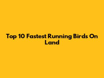 Top 10 Fastest Running Birds On Land