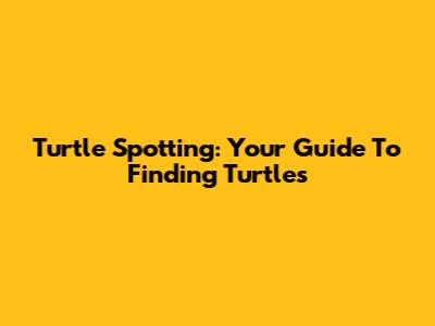 Turtle Spotting: Your Guide To Finding Turtles