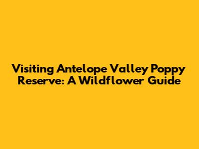 Visiting Antelope Valley Poppy Reserve: A Wildflower Guide