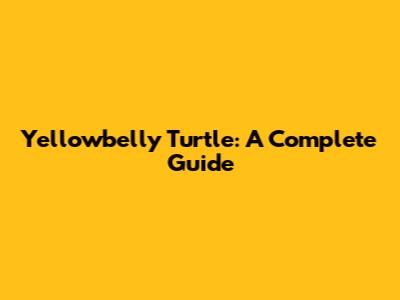 Yellowbelly Turtle: A Complete Guide